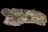 Unprepared Sauropod Dorsal Vertebra - Morrison Formation #120337-2